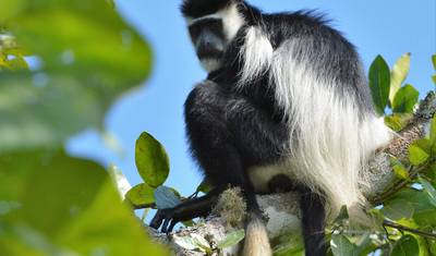 Safári de Gorilas da Montanha e Chimpanzés em Uganda — 5