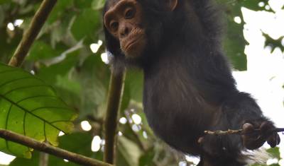Safári de Gorilas da Montanha e Chimpanzés em Uganda — 2