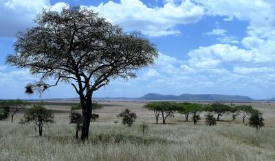 Safari de Migração com Alojamento de 6 Dias - Tanzânia — 5