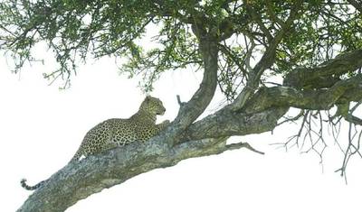 3日間宿泊サファリ - タランギレ、マニャラ湖、ンゴロンゴロクレーター — 3