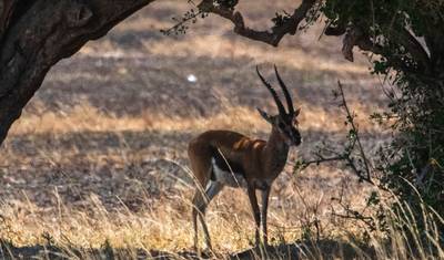 Safari de Acampamento de 3 Dias com os Cinco Grandes — 3