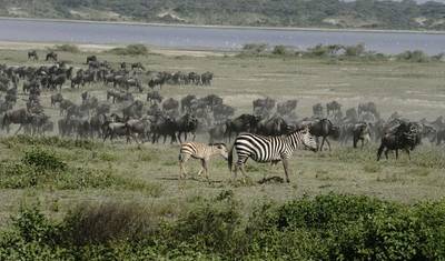3-dniowe safari kempingowe Wielka Piątka — 2