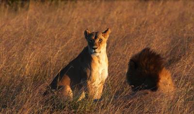 Safari de Acampamento de 3 Dias com os Cinco Grandes — 2