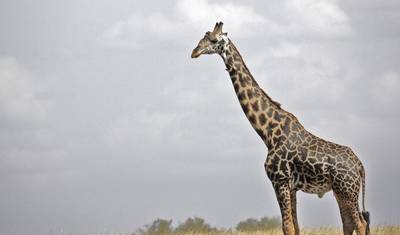 Nove Dias de Safari de Luxo Incrível no Quênia e na Tanzânia — 3