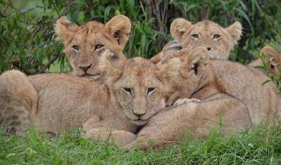 Nove Dias de Safari de Luxo Incrível no Quênia e na Tanzânia — 4