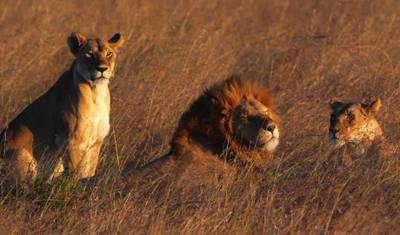 Safari Circular de Luxo de Onze Dias no Quênia e na Tanzânia — 2