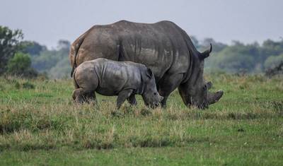 Safari de Luxo de Oito Dias pelo Quênia e Tanzânia — 4