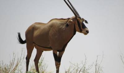 Safari de Luxo de Oito Dias pelo Quênia e Tanzânia — 5