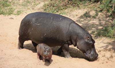Safari de Luxo de Oito Dias pelo Quênia e Tanzânia — 3
