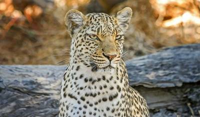 5 Dias de Safáris de Vida Selvagem em Amboseli, Tsavo West e Tsavo East — 5