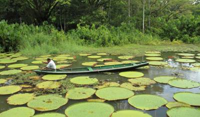 Tour de 3 dias pela Selva Amazônica com observação de Boto Cor-de-Rosa saindo de Iquitos — 5