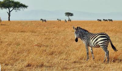7 Days Kenya mid range Joining Safari — 2