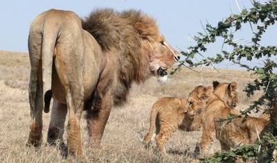 7 Days Kenya mid range Joining Safari — 3