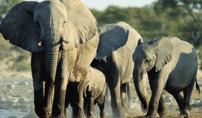 Excursão de 5 Dias à Reserva de Caça Selous e ao Parque Nacional Mikumi — 3