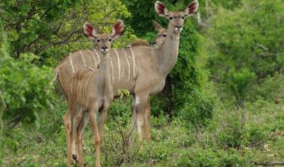Excursão de 5 Dias à Reserva de Caça Selous e ao Parque Nacional Mikumi — 2