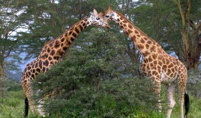 Safári para Casais na Tanzânia — 2
