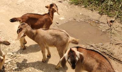 Tour pela Aldeia no Nepal — 5