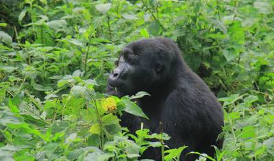 16 Days of Intensive Adventurous Safari through Magical Uganda and Rwanda ( Private tour) — 2