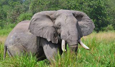 16 Days of Intensive Adventurous Safari through Magical Uganda and Rwanda ( Private tour) — 4