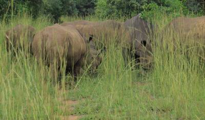 Safari de 8 Dias: Primatas, Vida Selvagem e Rafting em Uganda (Tour Privado) — 2