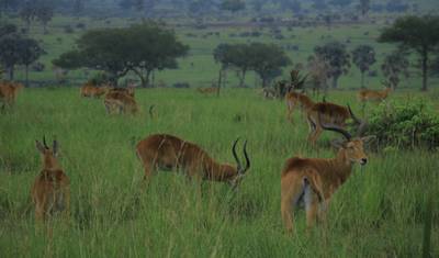 Safari de 8 Dias: Primatas, Vida Selvagem e Rafting em Uganda (Tour Privado) — 3
