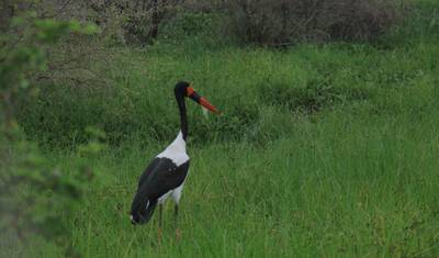 Safari de 8 Dias: Primatas, Vida Selvagem e Rafting em Uganda (Tour Privado) — 4