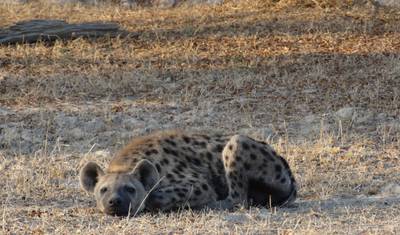 3日間 ニエレレ国立公園（旧セルース猟獣保護区）中級宿泊施設 — 3