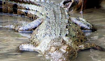 4-Day Jungle of Peru Tambopata Nature Reserve — 2