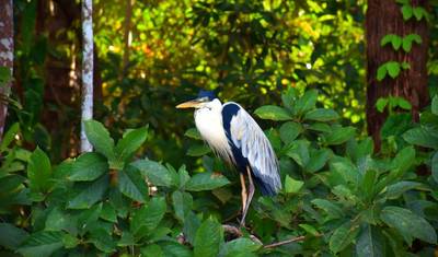 4-Day Jungle of Peru Tambopata Nature Reserve — 4