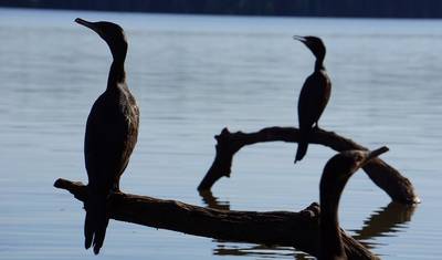 4-Day Jungle of Peru Tambopata Nature Reserve — 3