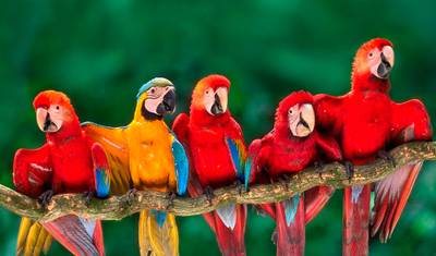 4-Day Jungle of Peru Tambopata Nature Reserve — 5