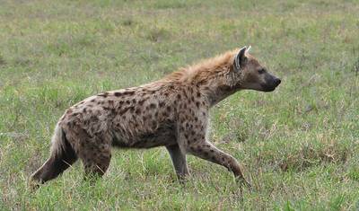 رحلة سفاري اقتصادية في تنزانيا لمدة يومين — 4