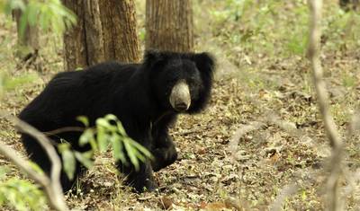 スリランカの野生生物、自然、冒険、文化を発見する旅 — 2