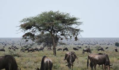 Best African Wildlife Safari & Tours — 4