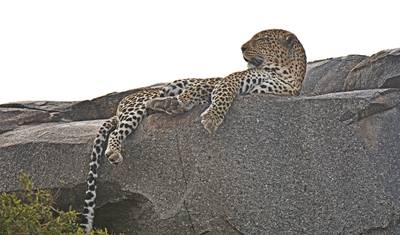 Best African Wildlife Safari & Tours — 2