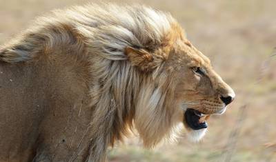 Best African Wildlife Safari & Tours — 3