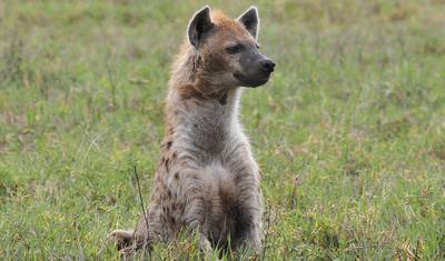 8 Days Tanzania Wildebeest Migration Safari — 3