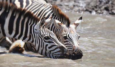 8 Days Tanzania Wildebeest Migration Safari — 2