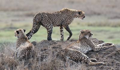 8 Days Tanzania Wildebeest Migration Safari — 4