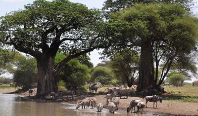 4-dniowe safari po Tanzanii — 5