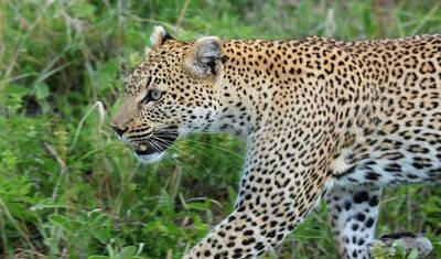 4-dniowe safari po Tanzanii — 2