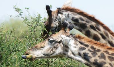 4-dniowe safari po Tanzanii — 3