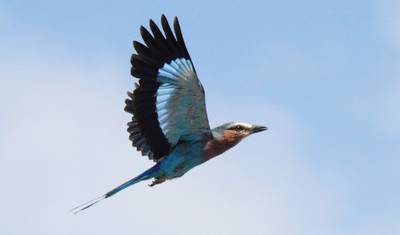4-dniowe safari po Tanzanii — 4