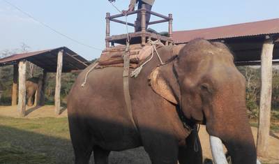 Safari w dżungli Chitwan — 3