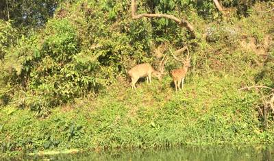 Safari w dżungli Chitwan — 5