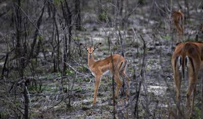 Liuwa, Kafue, Park Narodowy South Luangwa - Odkrywanie dzikiej przyrody Zambii — 5