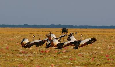 Liuwa、Kafue、South Luangwa国立公園 - ザンビアの荒野を探検 — 3