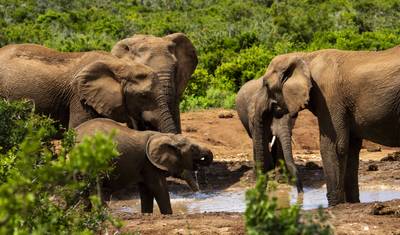 Liuwa, Kafue, Park Narodowy South Luangwa - Odkrywanie dzikiej przyrody Zambii — 3
