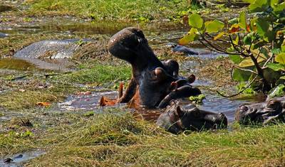 Guiné-Bissau – Ilhas e Vida Selvagem — 2