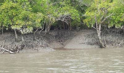 Rezerwat Tygrysów Sunderbans — 4